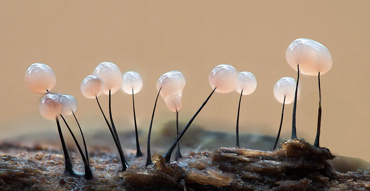 Slime Mould 2018 1