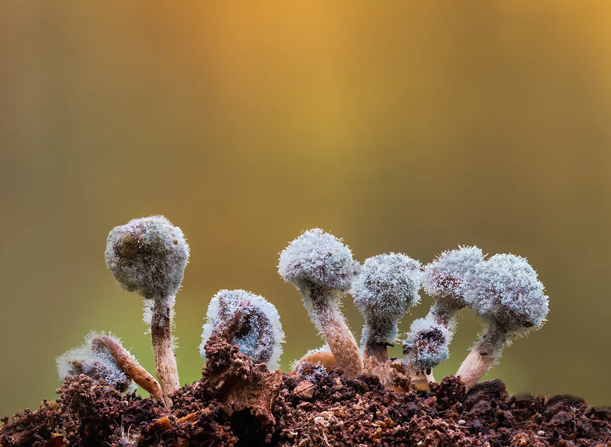Slime Mould 2018 4