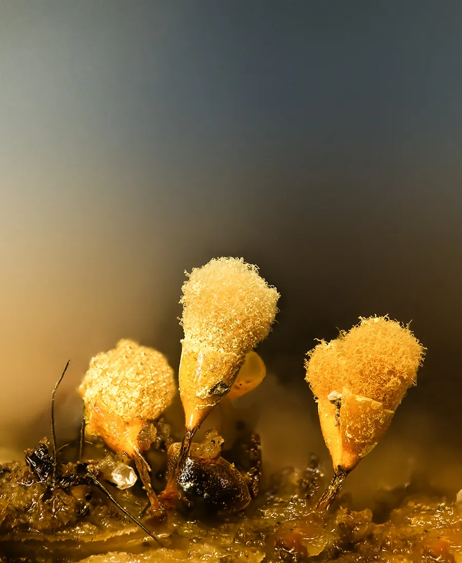 Slime Mould 2018 5