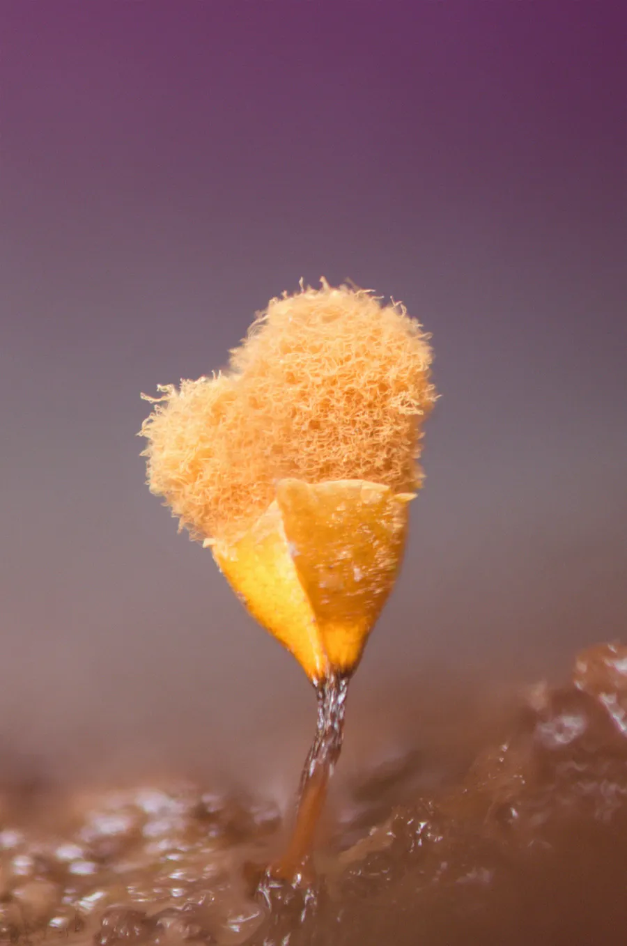 Slime Mould 2018 6