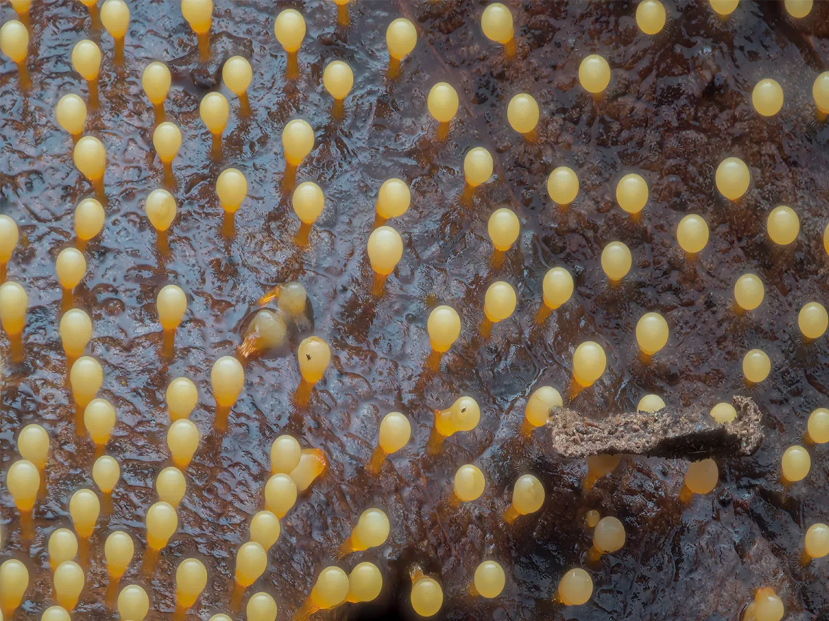 Slime Mould 2023A 1