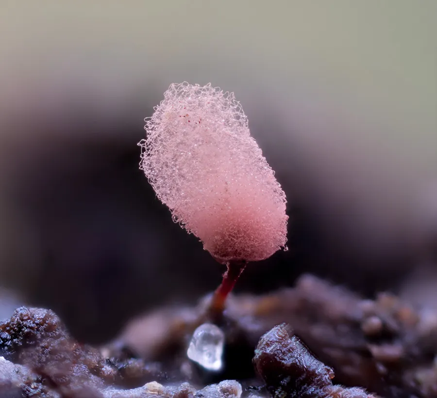 Slime Mould 2023A 10