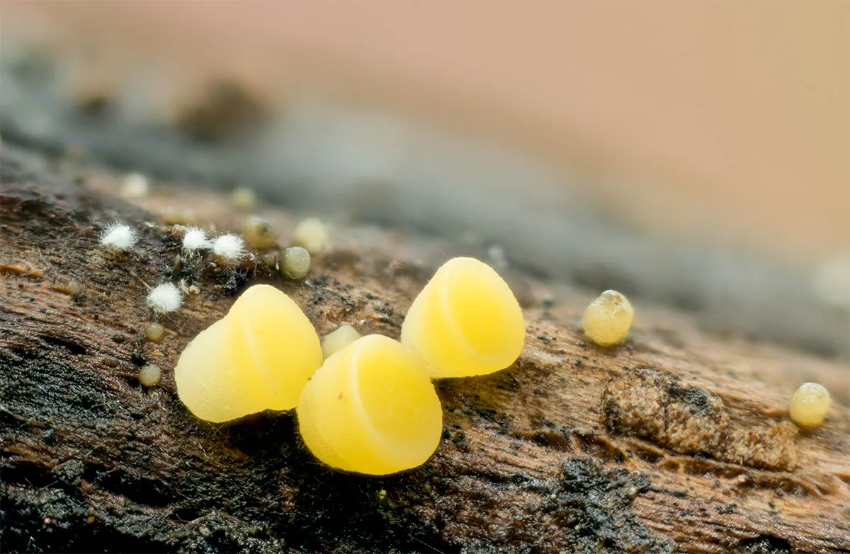 Slime Mould 2023A 18