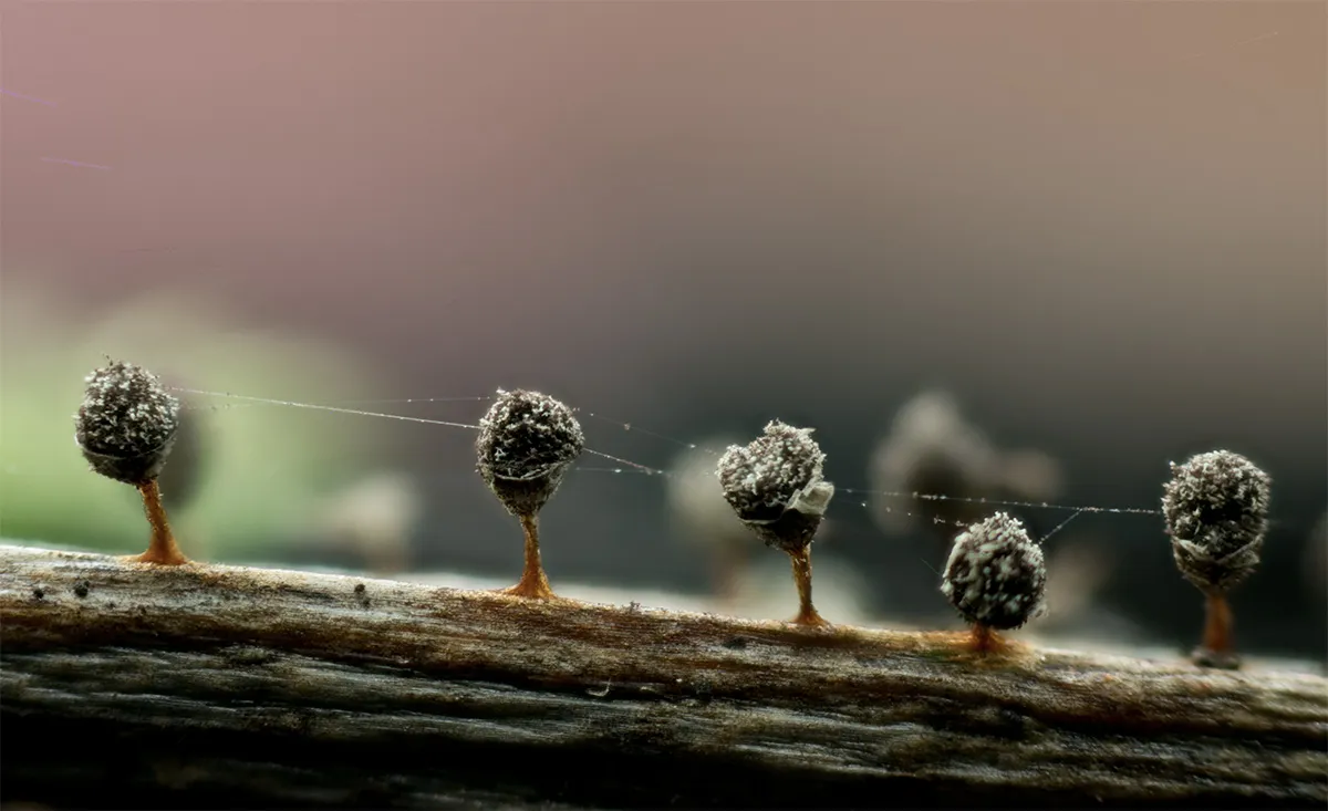 Slime Mould 2023A 19