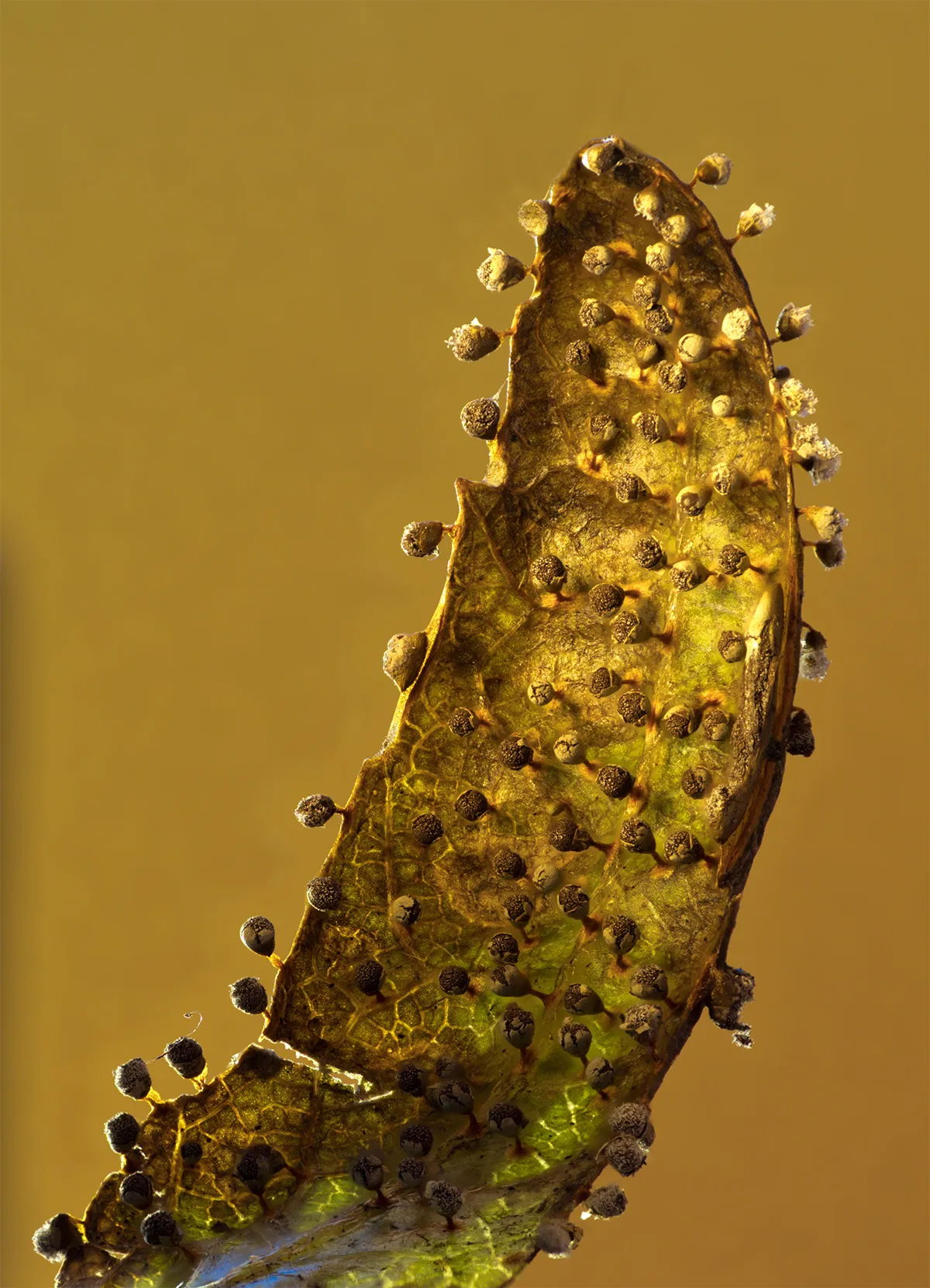 Slime Mould 2023A 2