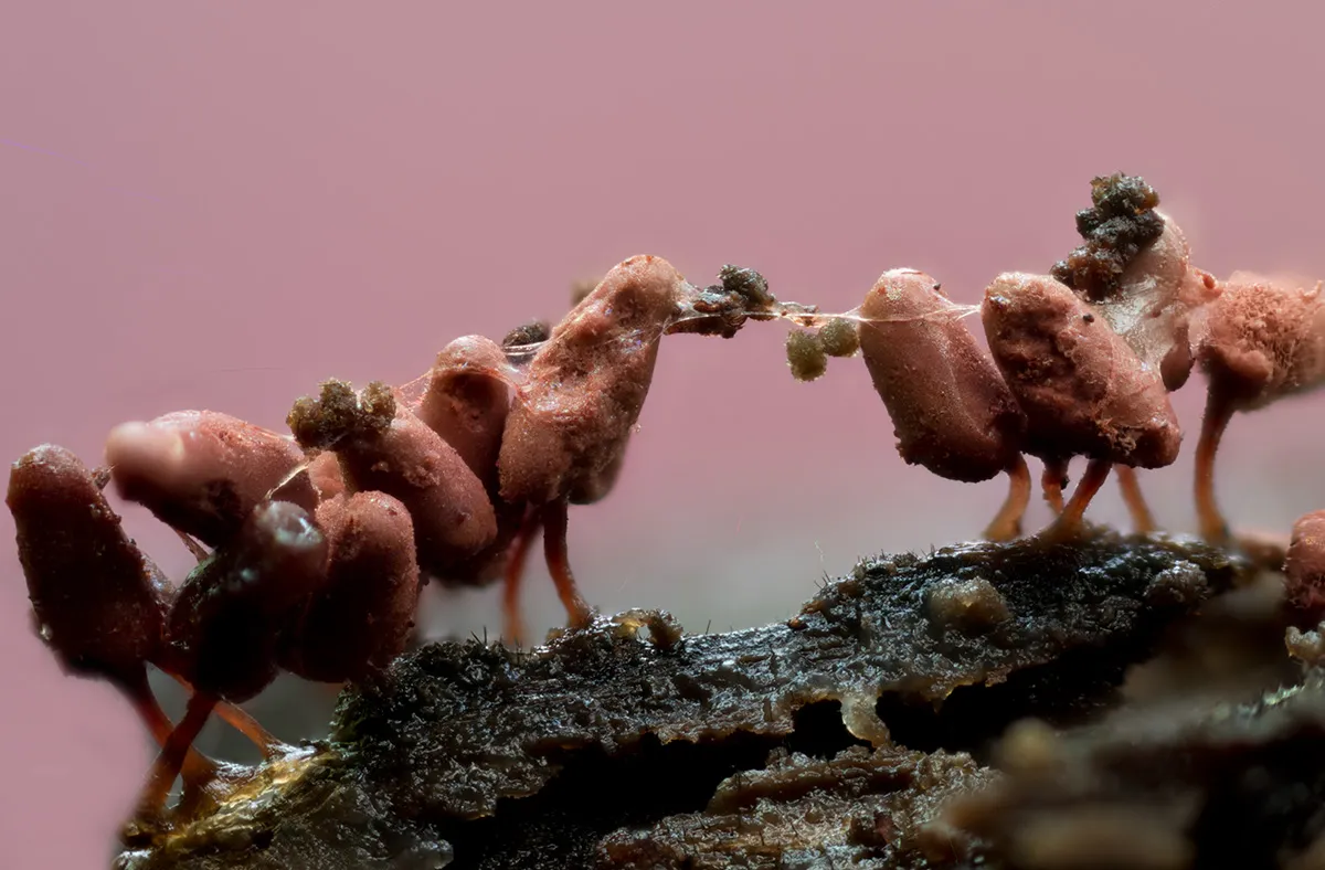 Slime Mould 2023A 21