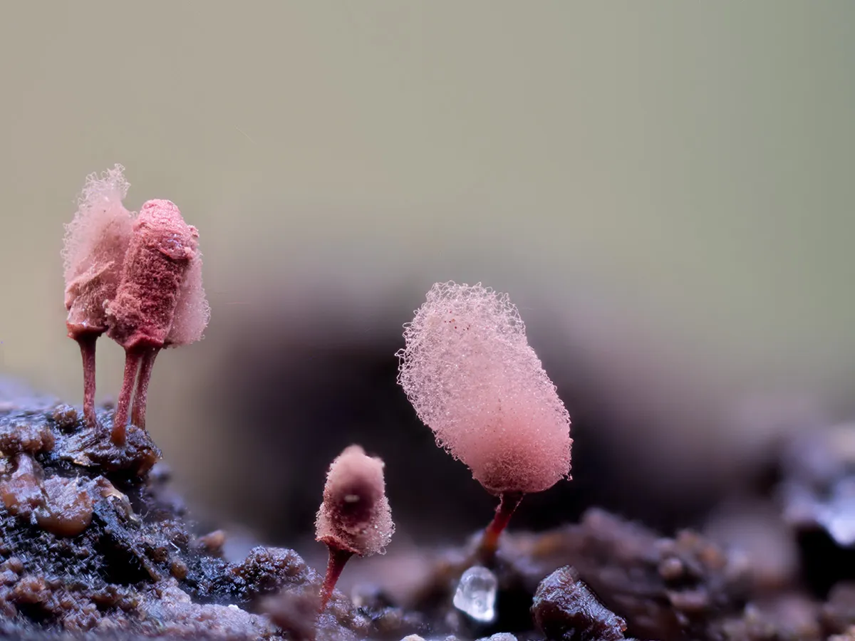 Slime Mould 2023A 22