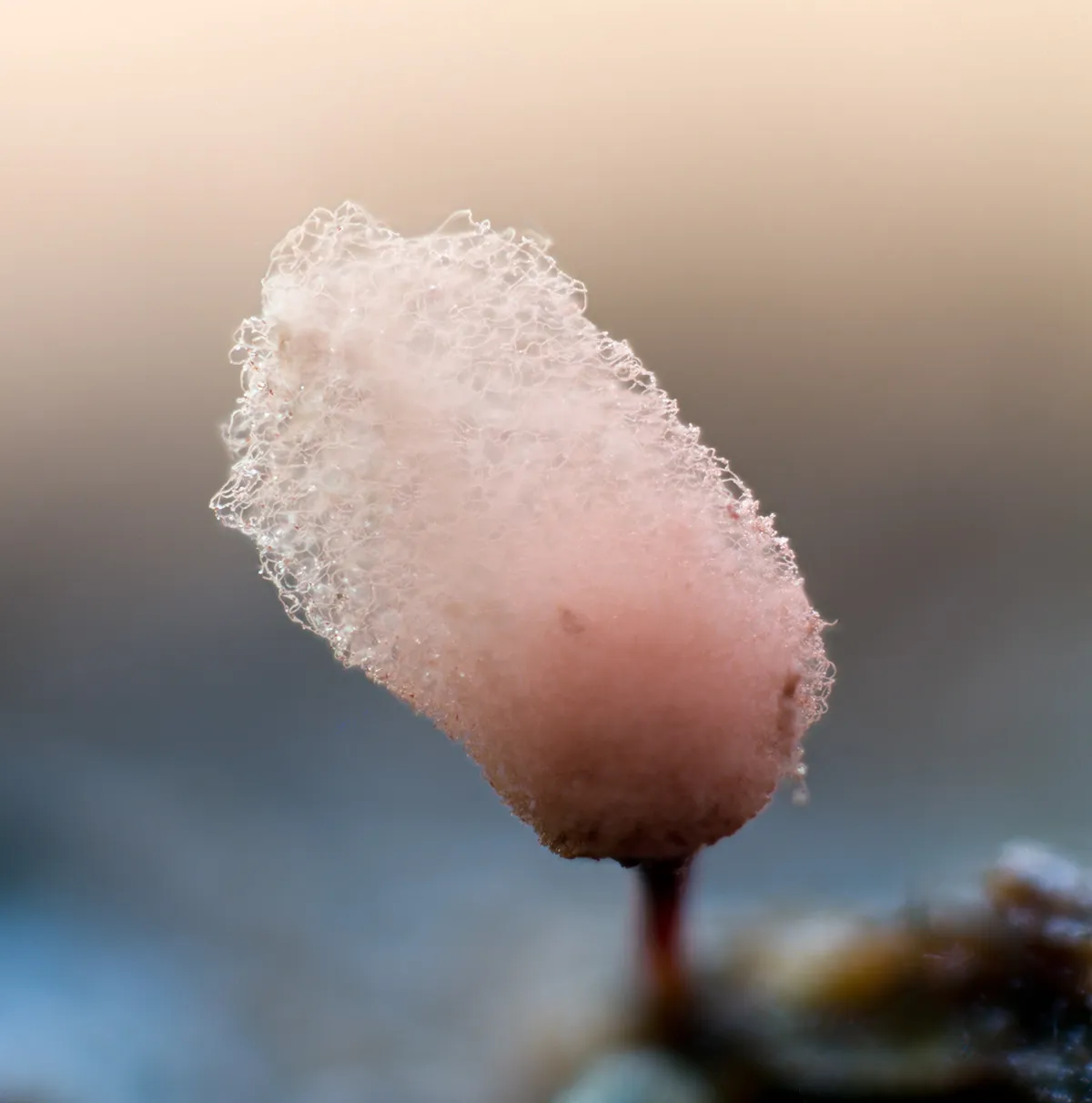 Slime Mould 2023A 26