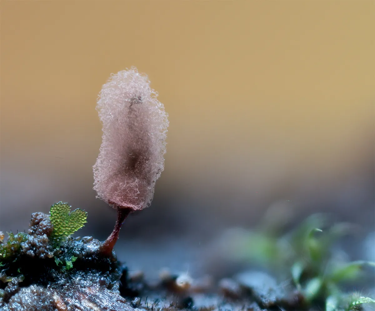 Slime Mould 2023A 28