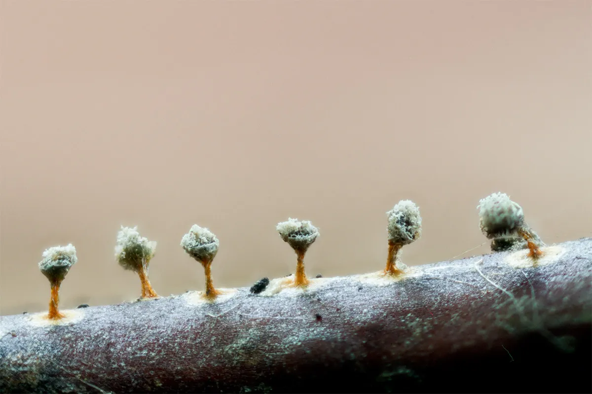 Slime Mould 2023A 29