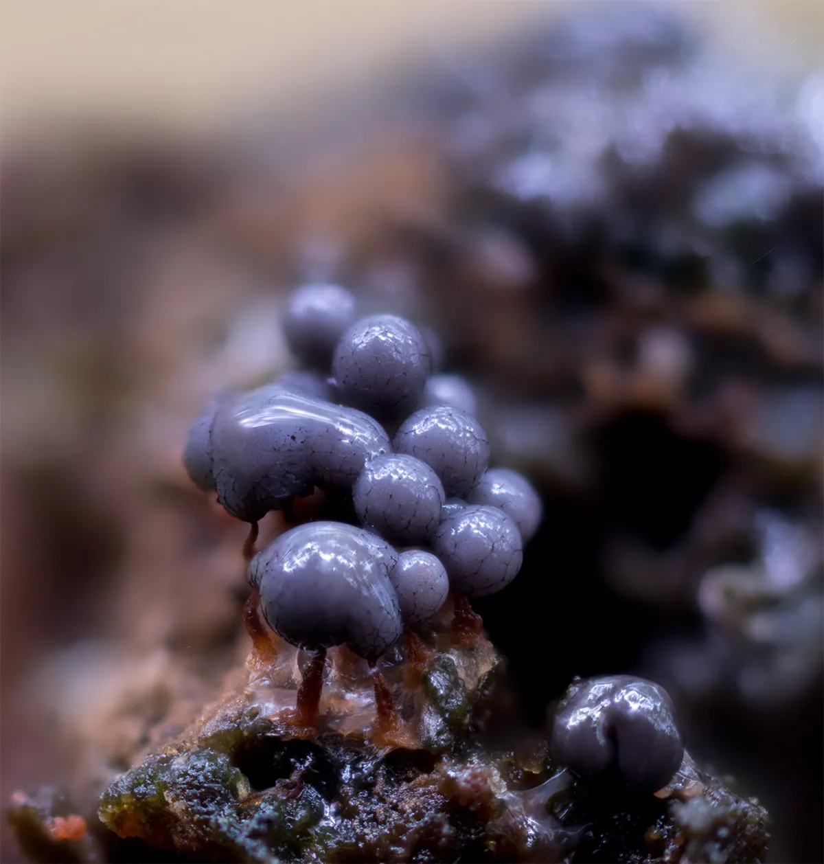 Slime Mould 2023A 32