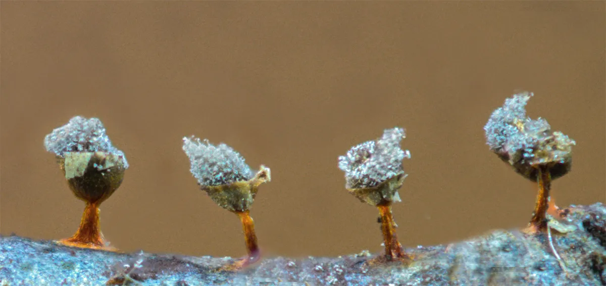 Slime Mould 2023A 36