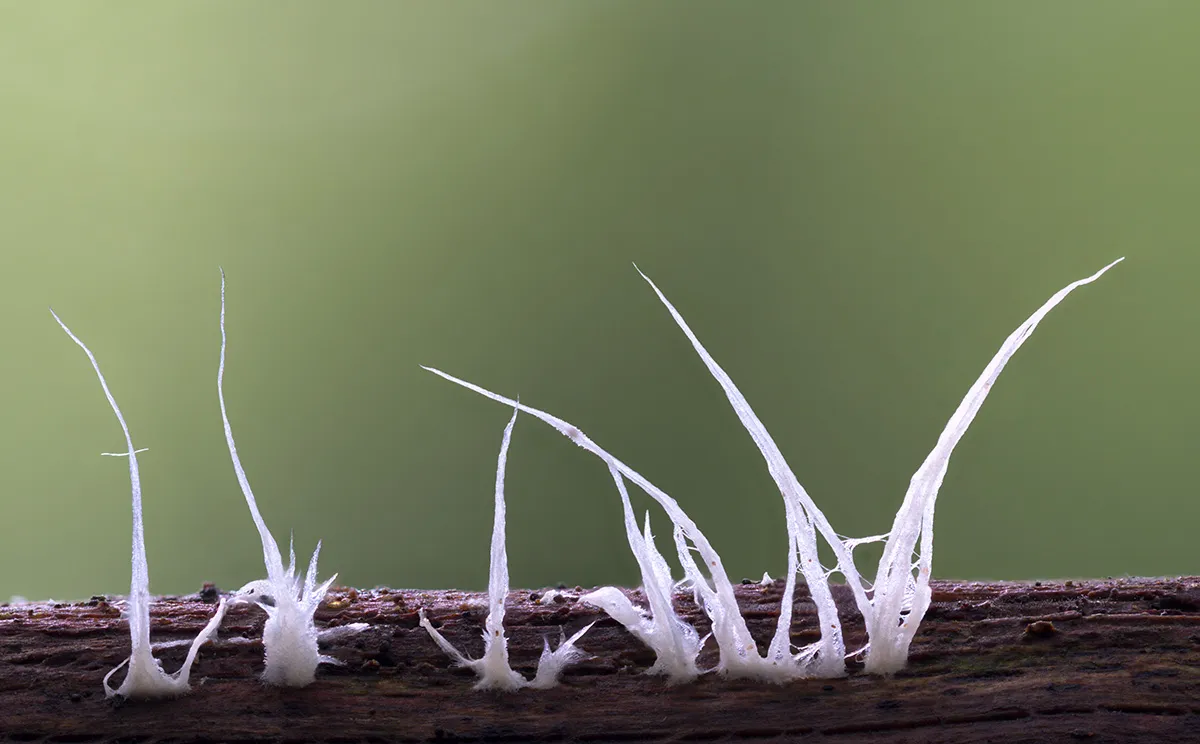 Slime Mould 2023A 37