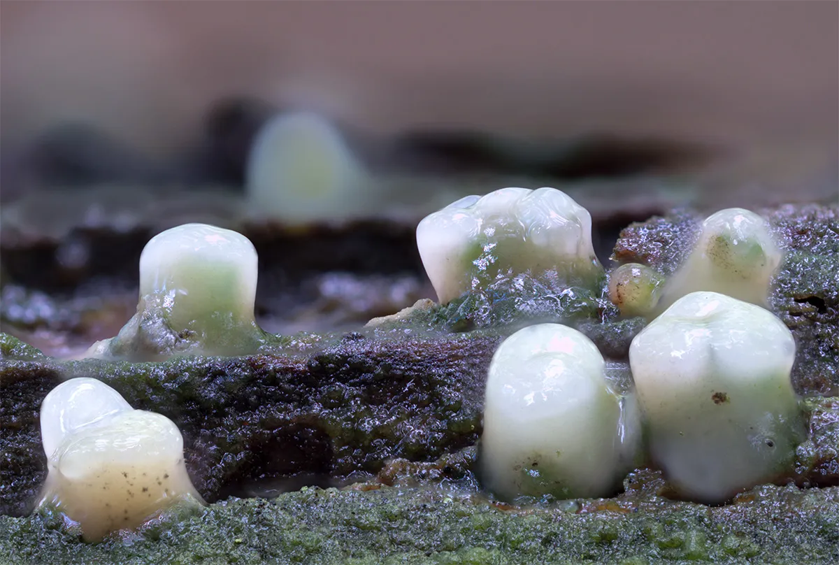 Slime Mould 2023A 38