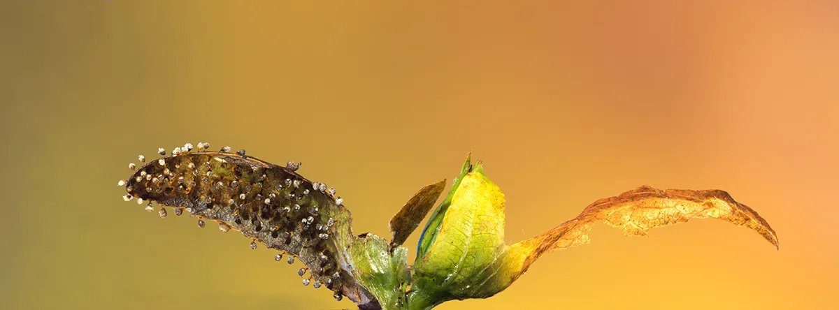 Slime Mould 2023A 40