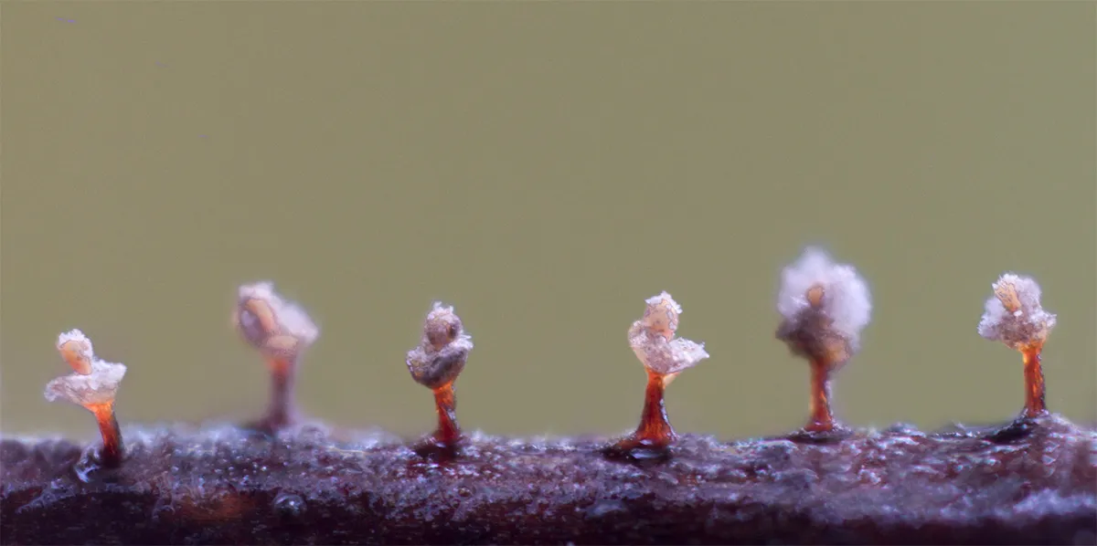Slime Mould 2023A 6
