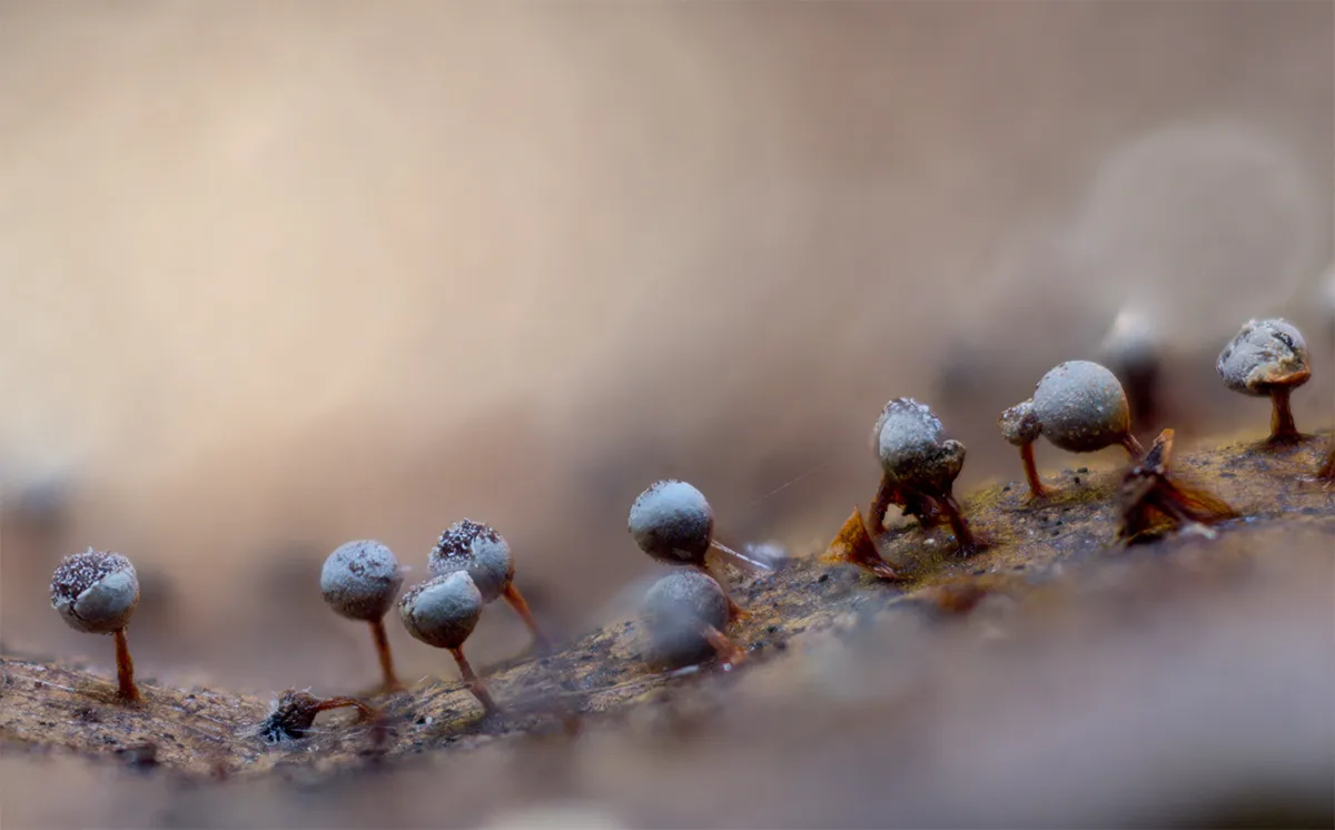 Slime Mould 2023A 8