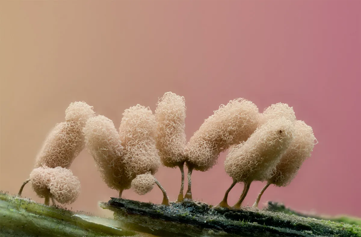 Slime Mould 2023B 1