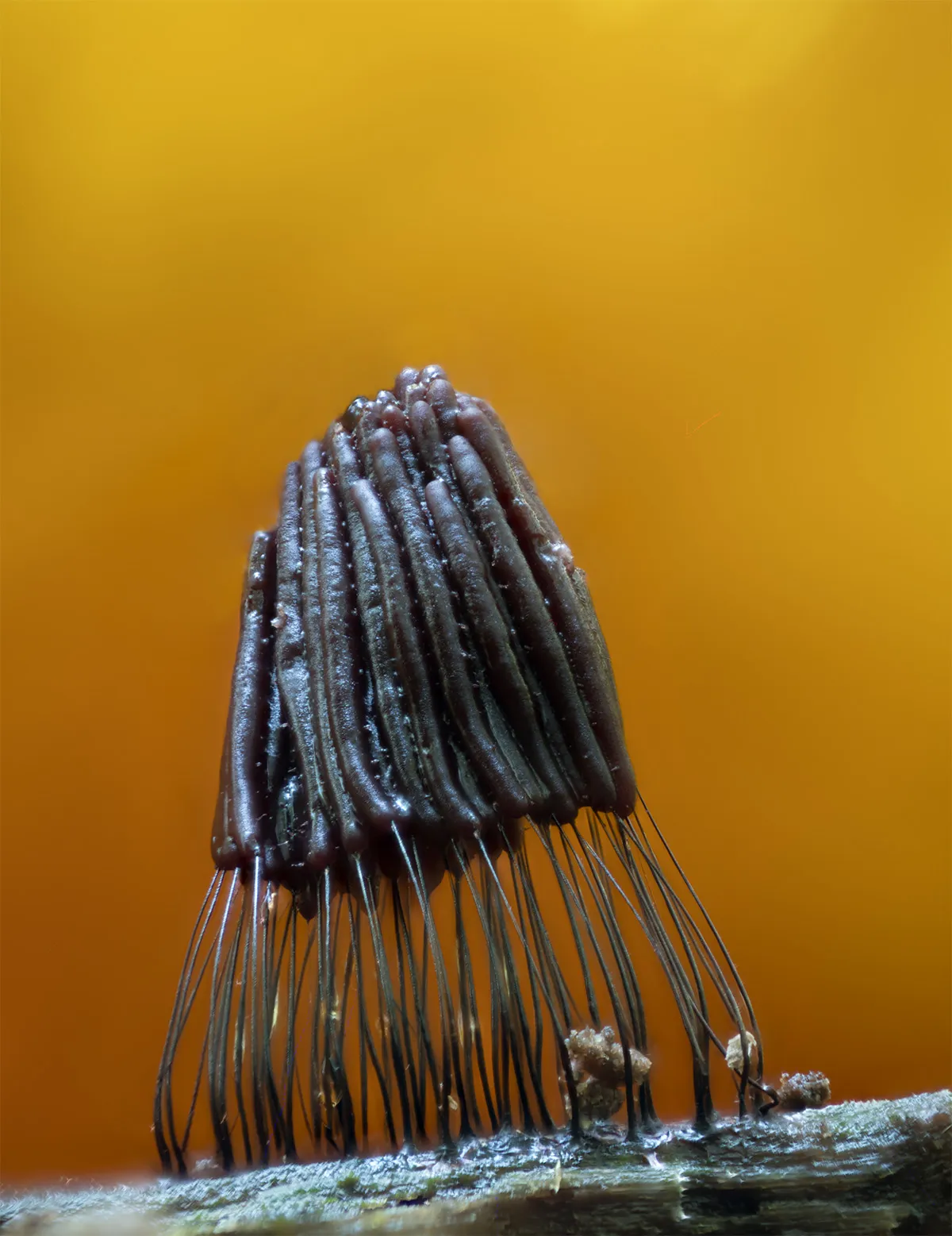 Slime Mould 2023B 11