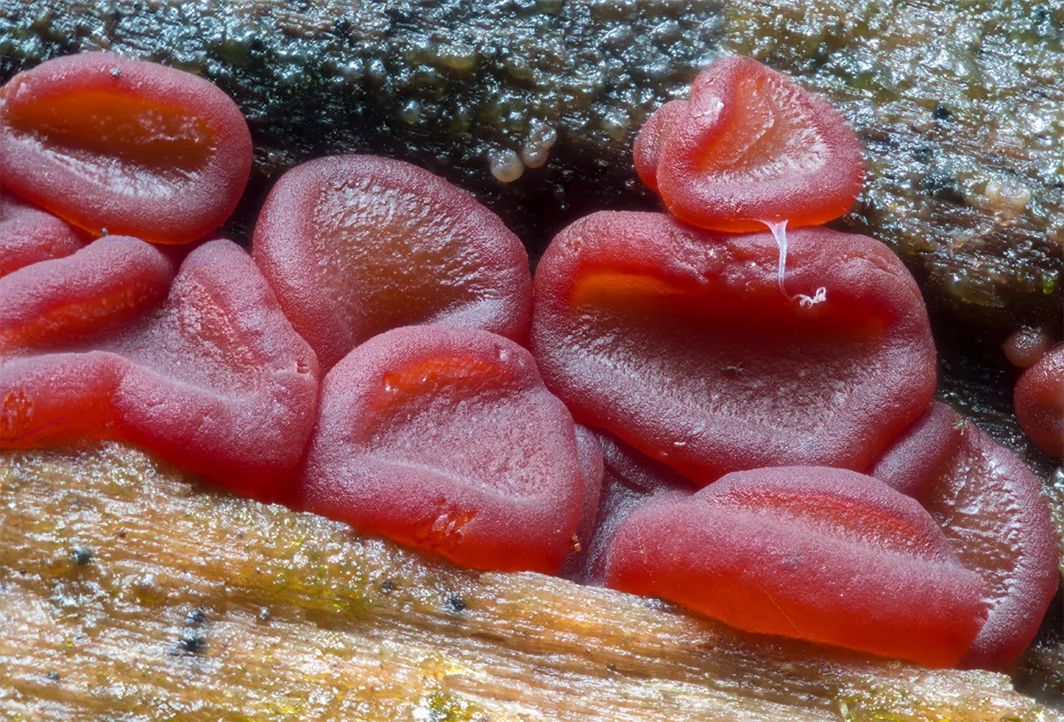 Slime Mould 2023B 12
