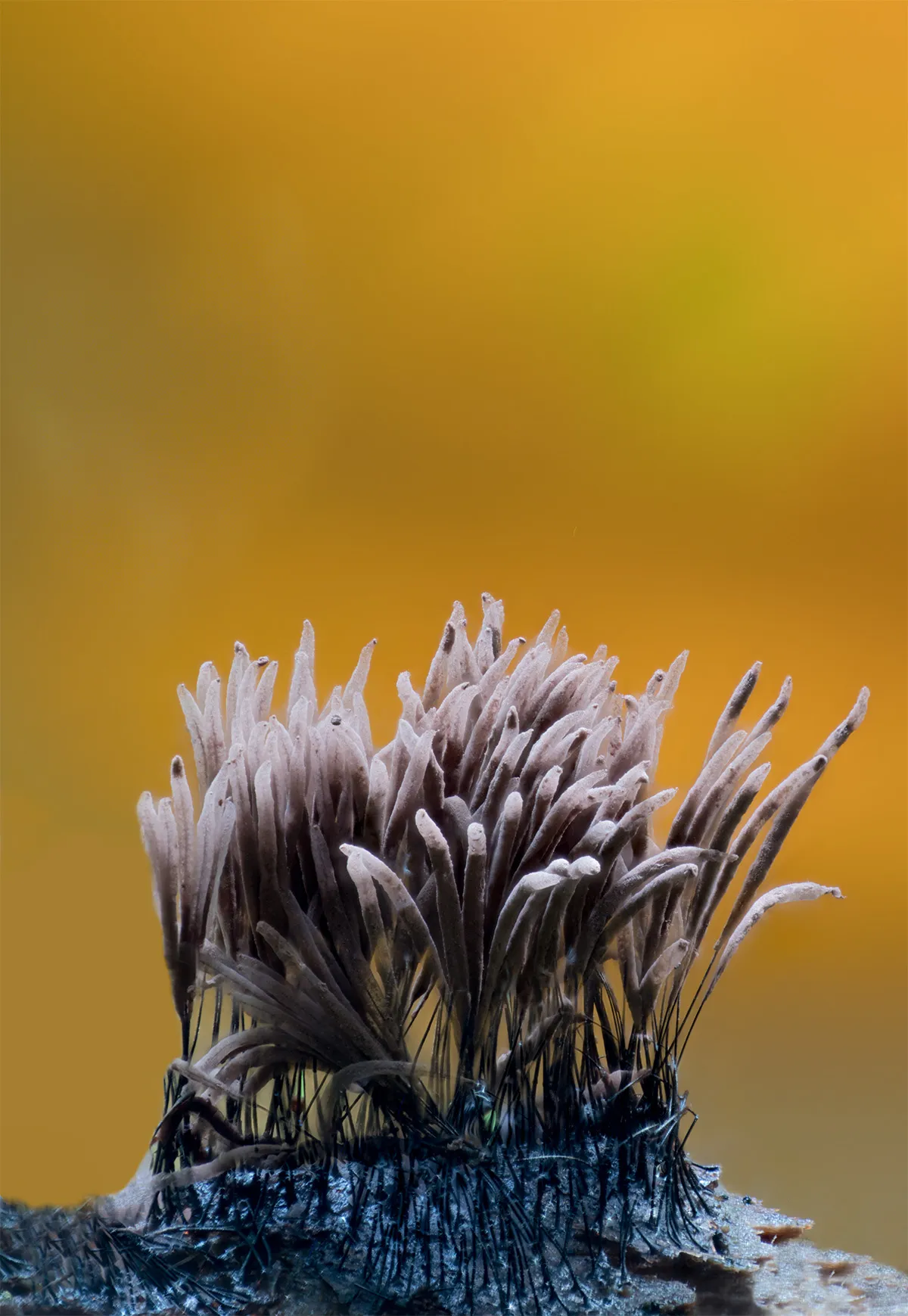 Slime Mould 2023B 13