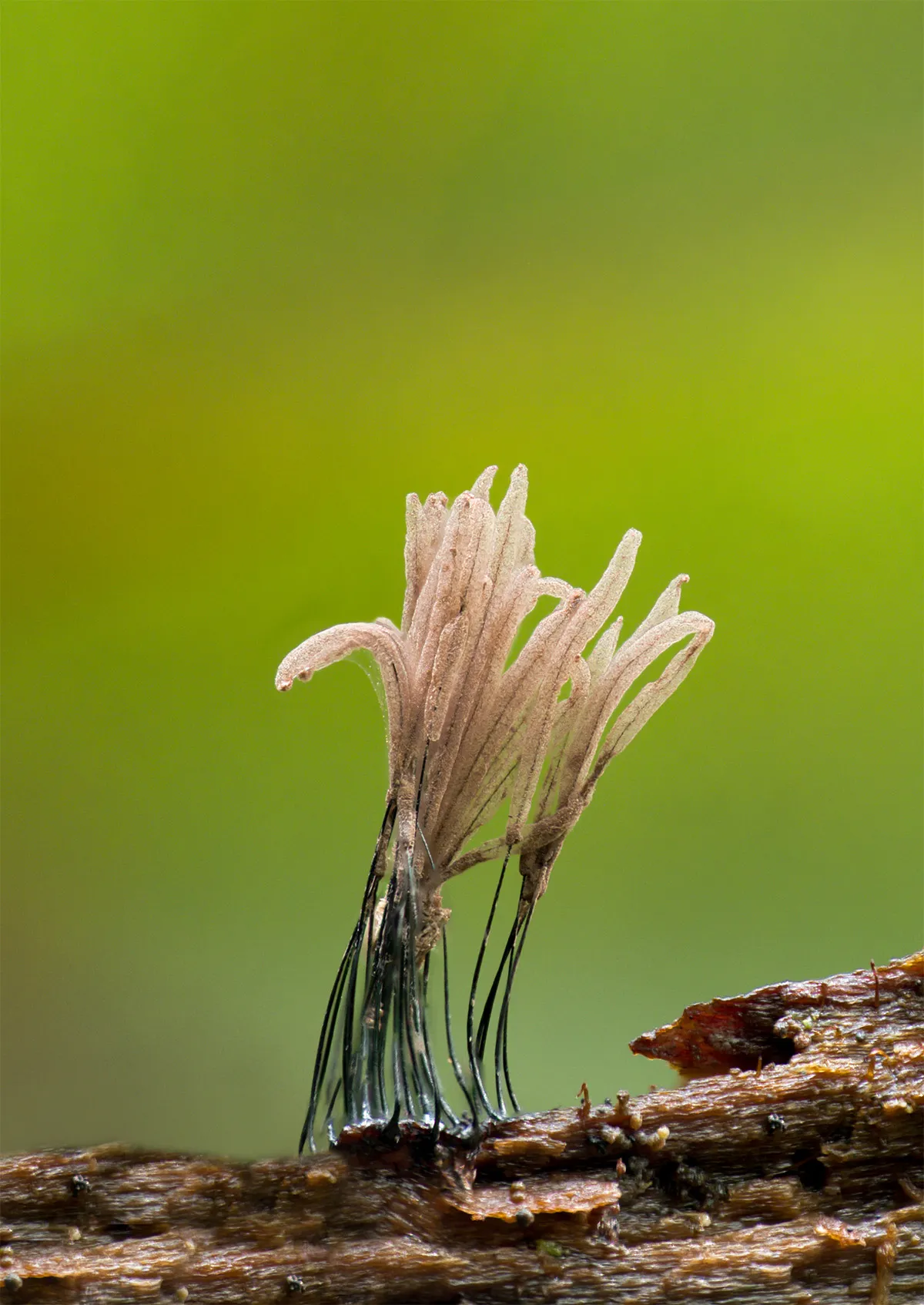 Slime Mould 2023B 14