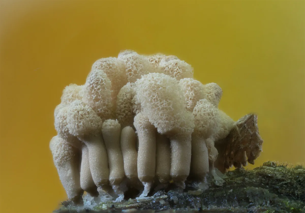 Slime Mould 2023B 15