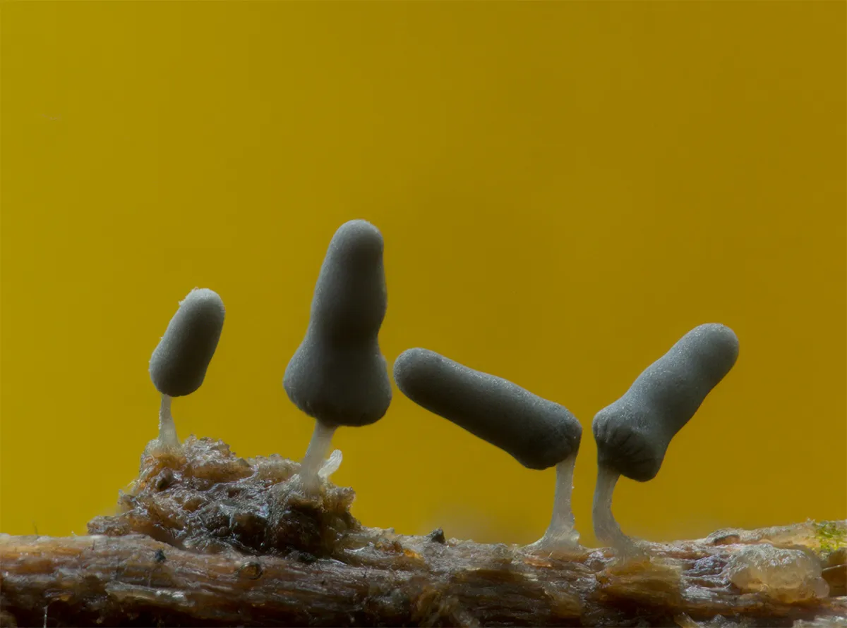 Slime Mould 2023B 18