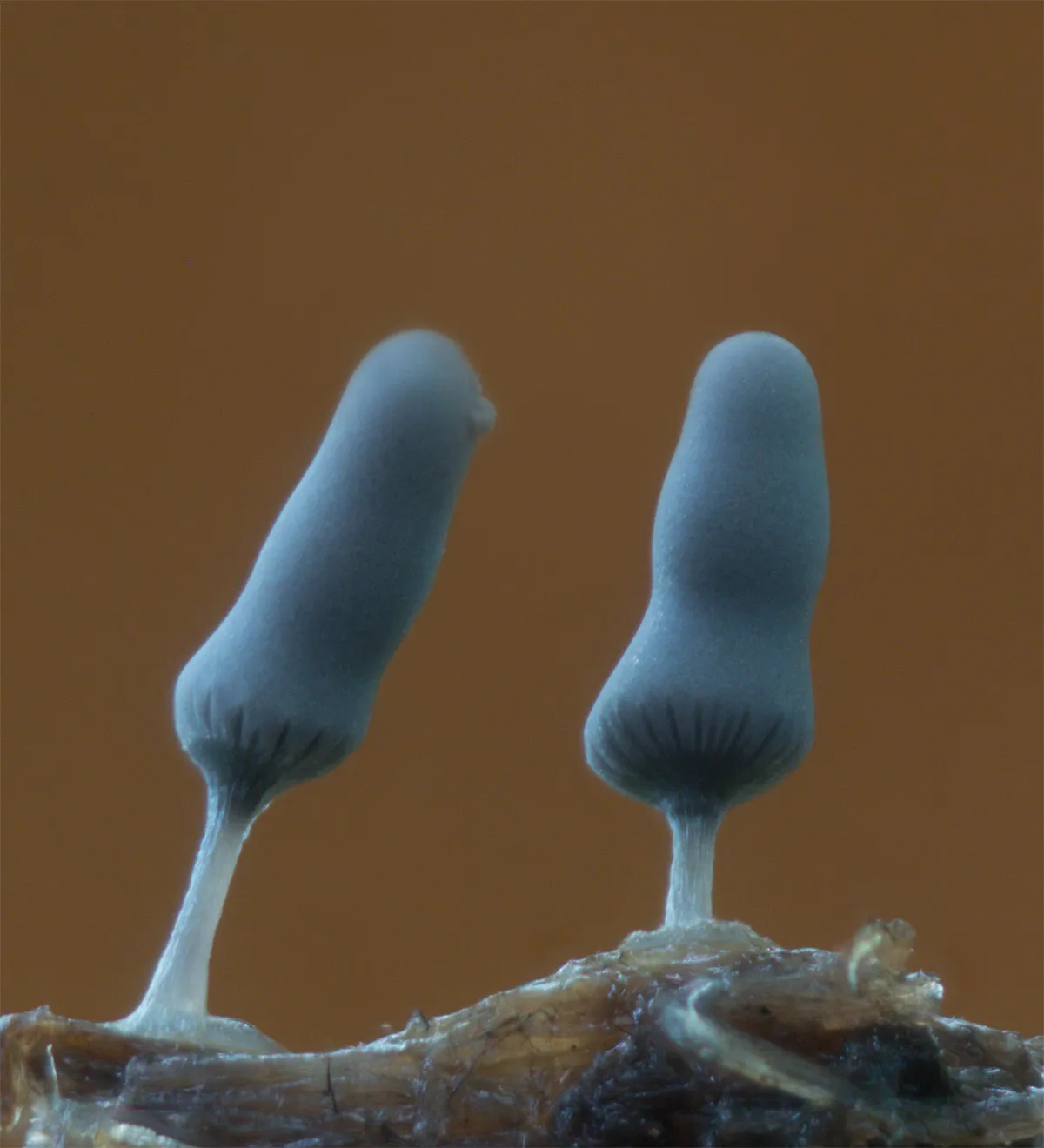 Slime Mould 2023B 19