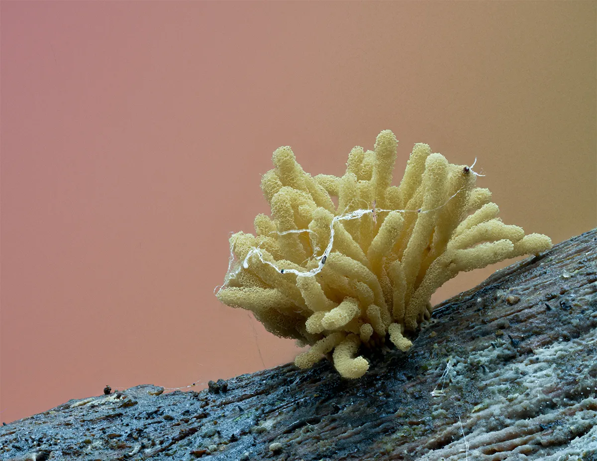 Slime Mould 2023B 2