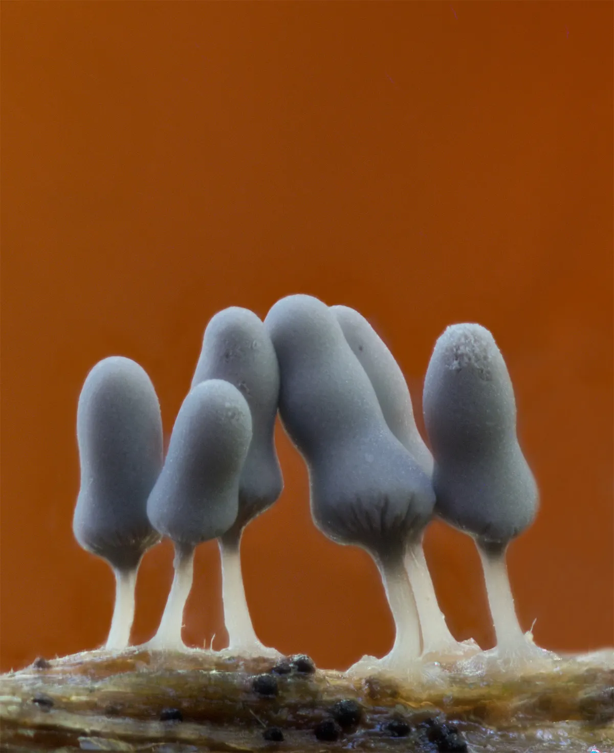 Slime Mould 2023B 21