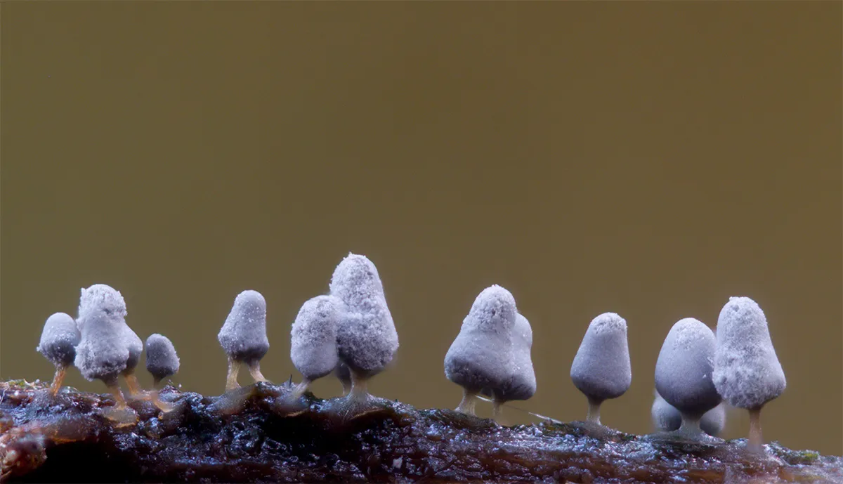 Slime Mould 2023B 24