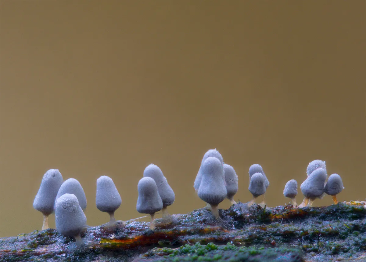 Slime Mould 2023B 25