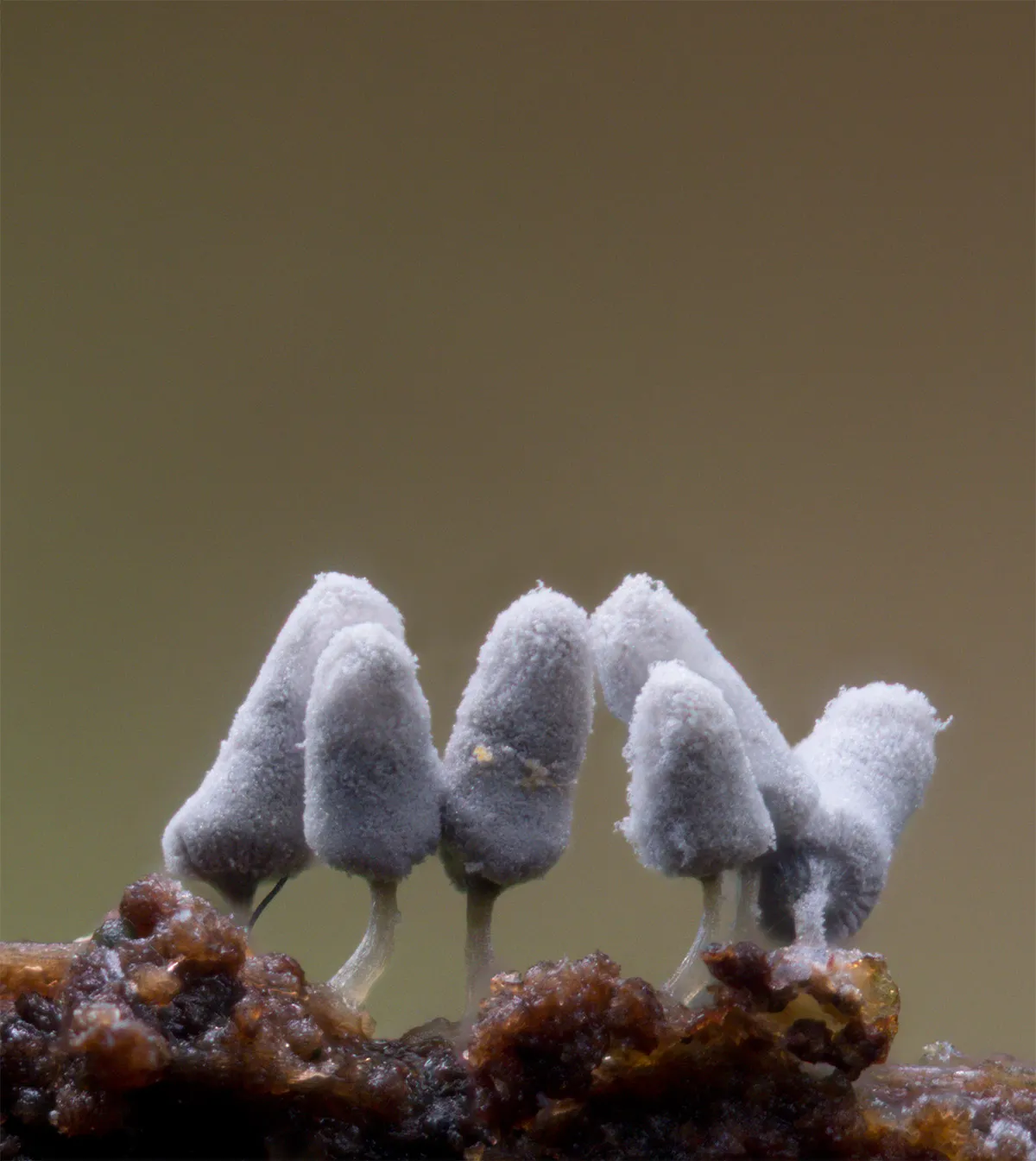 Slime Mould 2023B 26