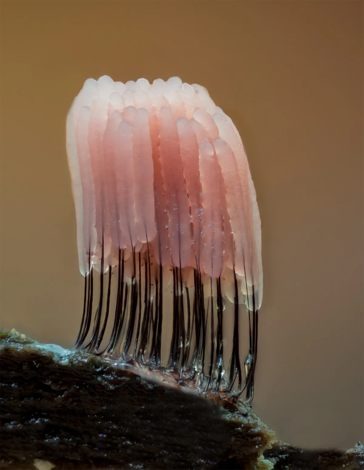 Slime Mould 2023B 27