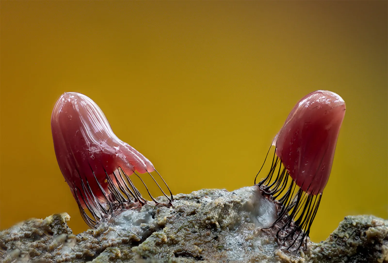 Slime Mould 2023B 30