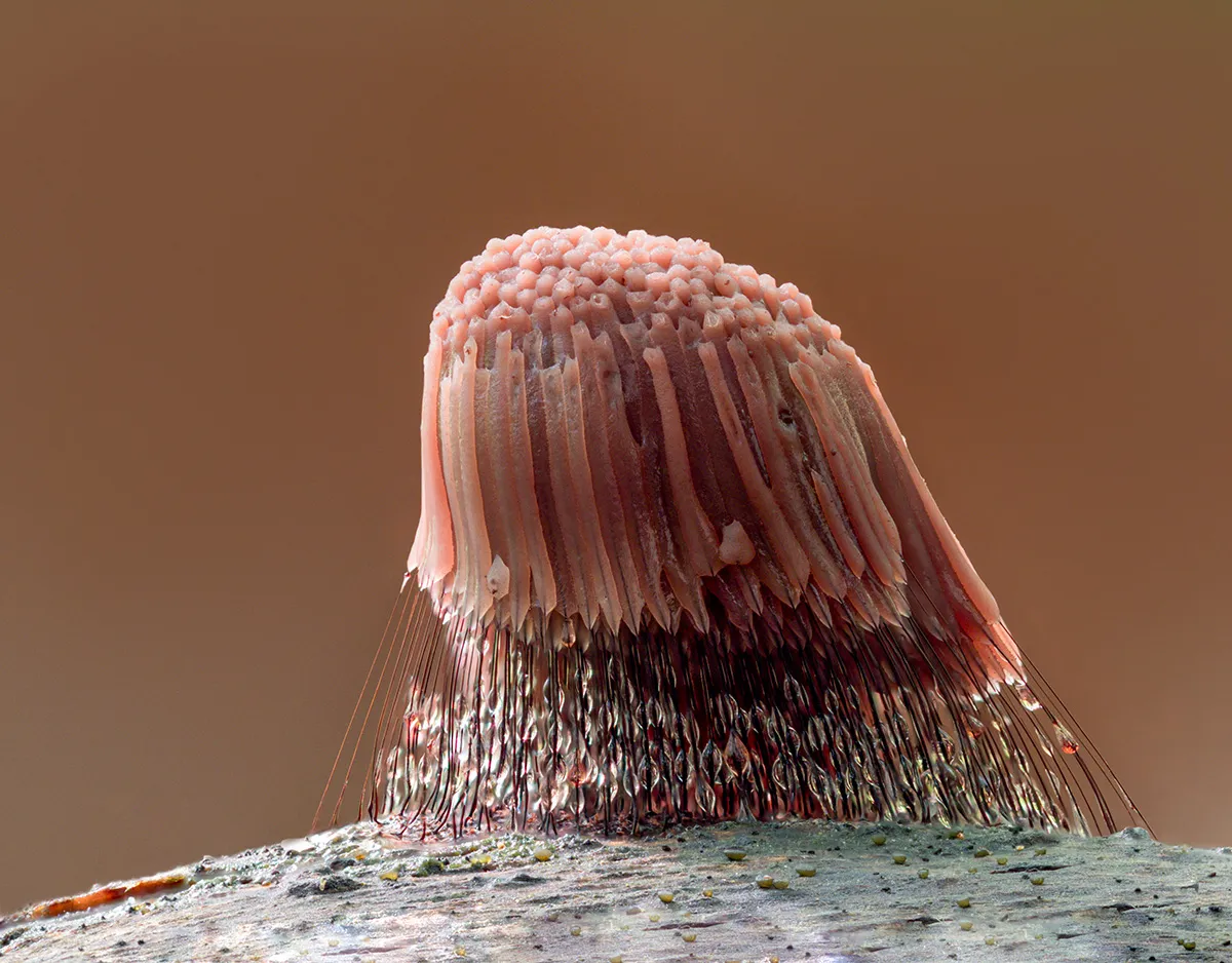 Slime Mould 2023B 34