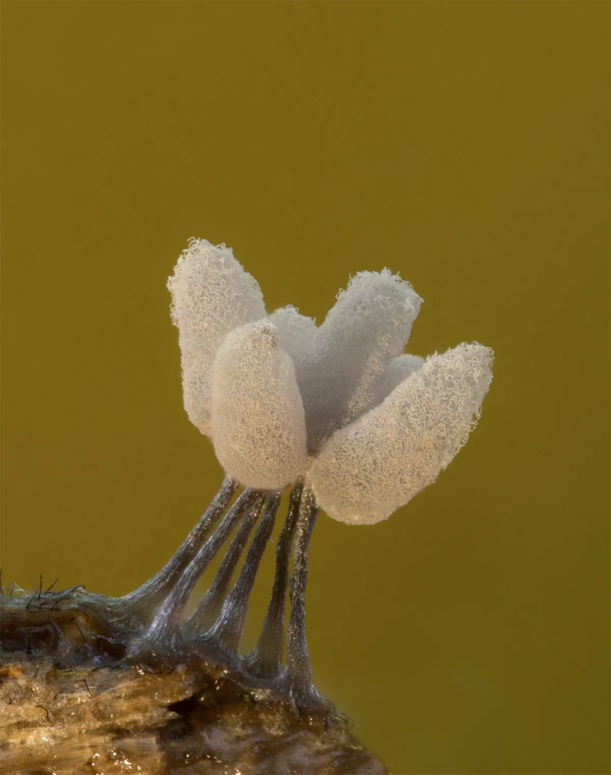 Slime Mould 2023B 36