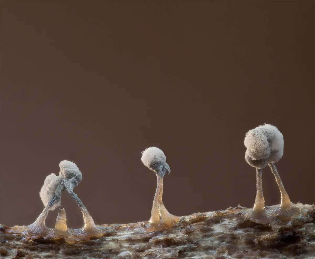 Slime Mould 2023B 37