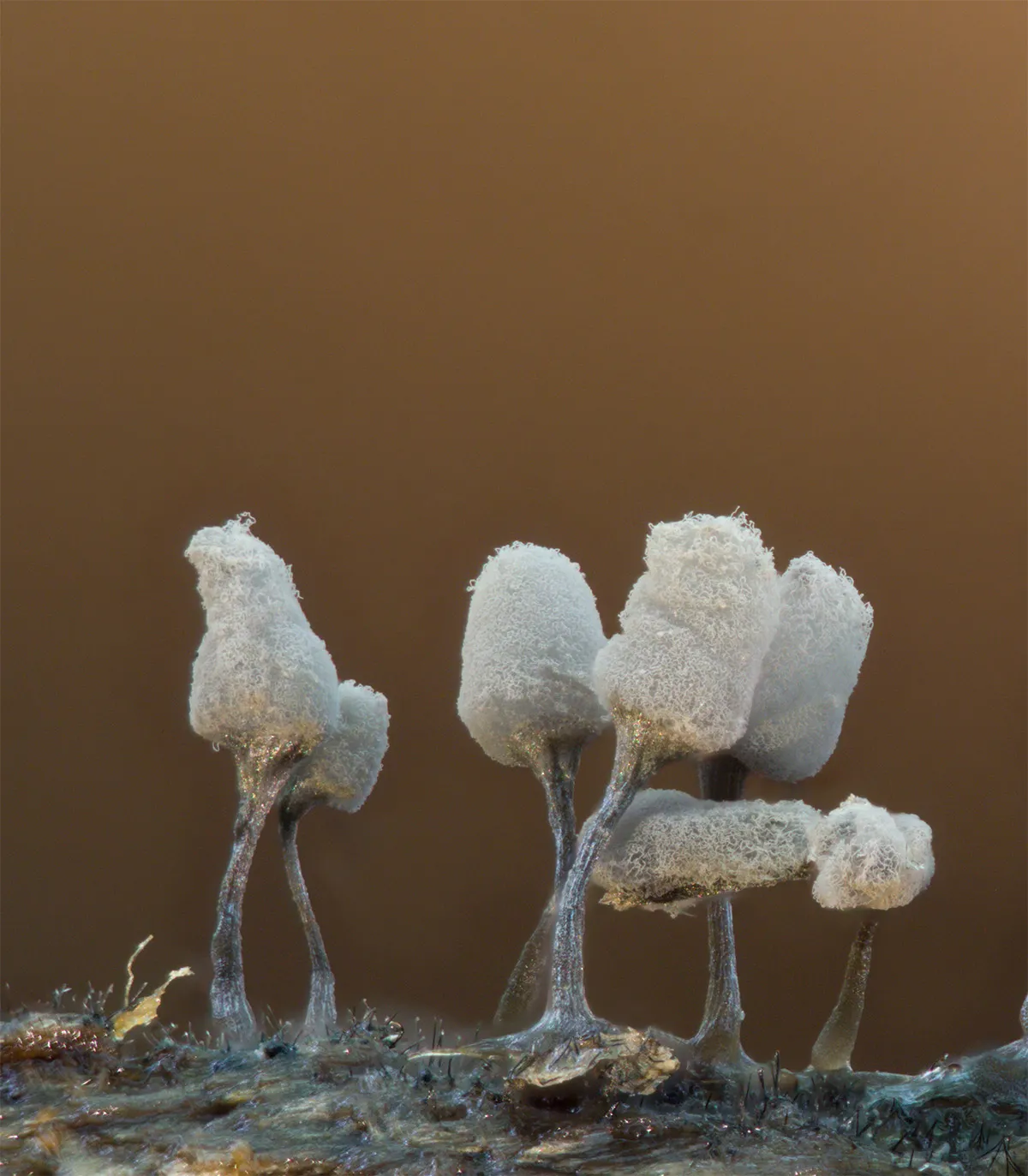 Slime Mould 2023B 38