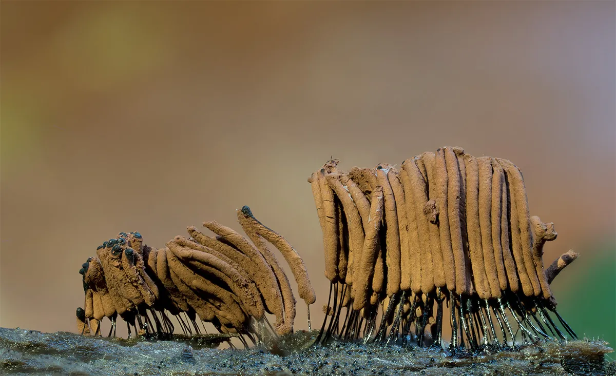 Slime Mould 2023B 39