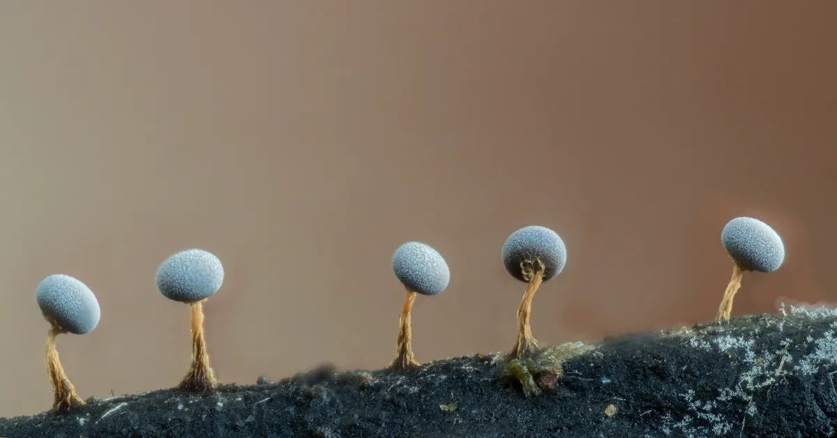Slime Mould 2023B 4