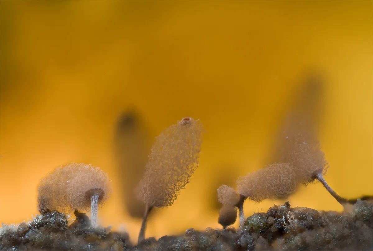 Slime Mould 2023B 5