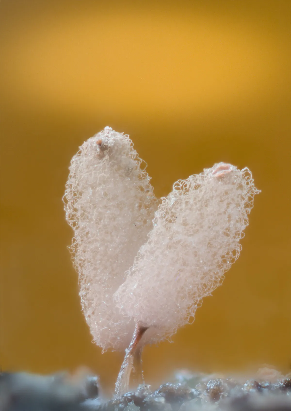Slime Mould 2023B 6