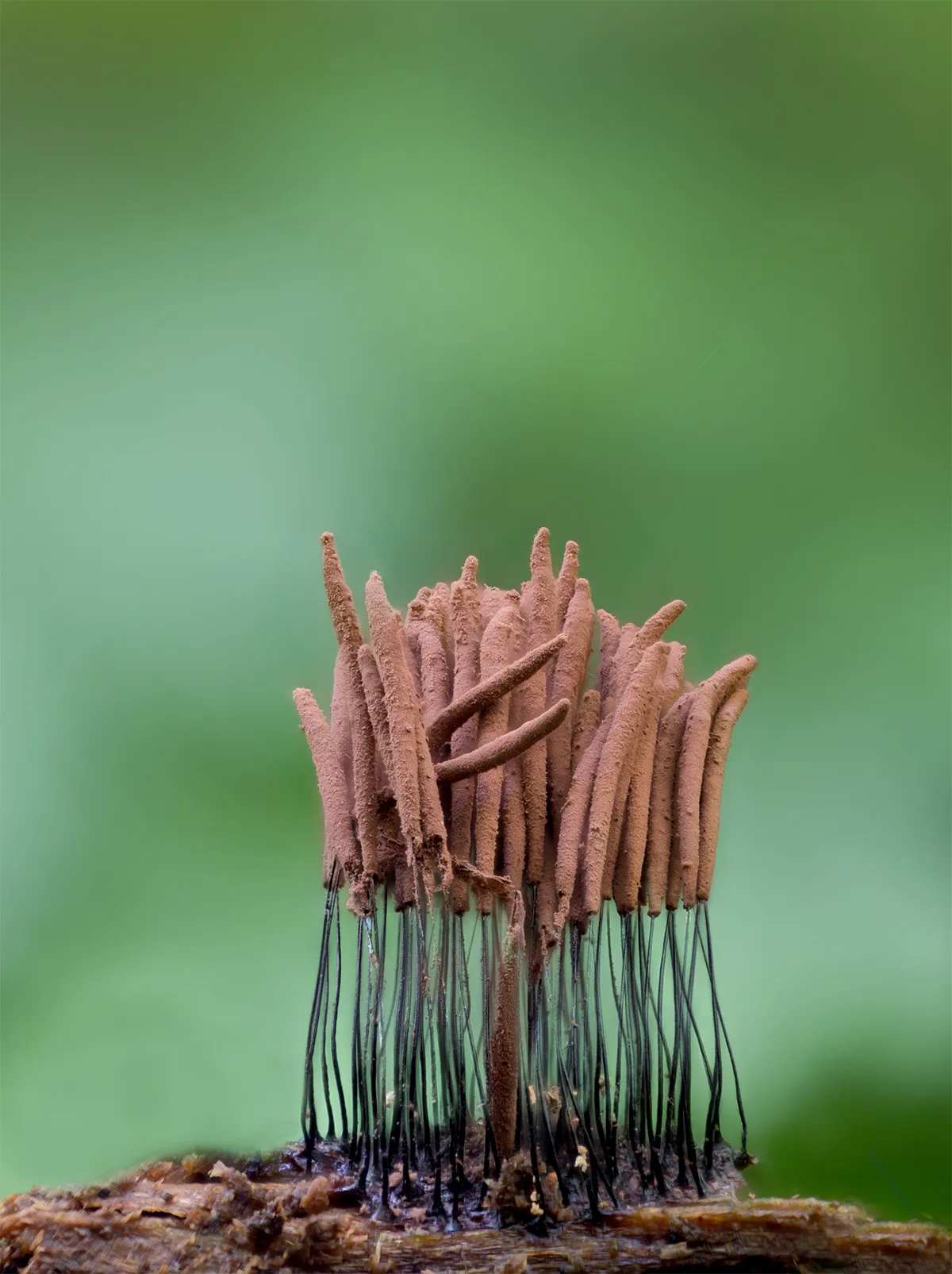 Slime Mould 2023B 8