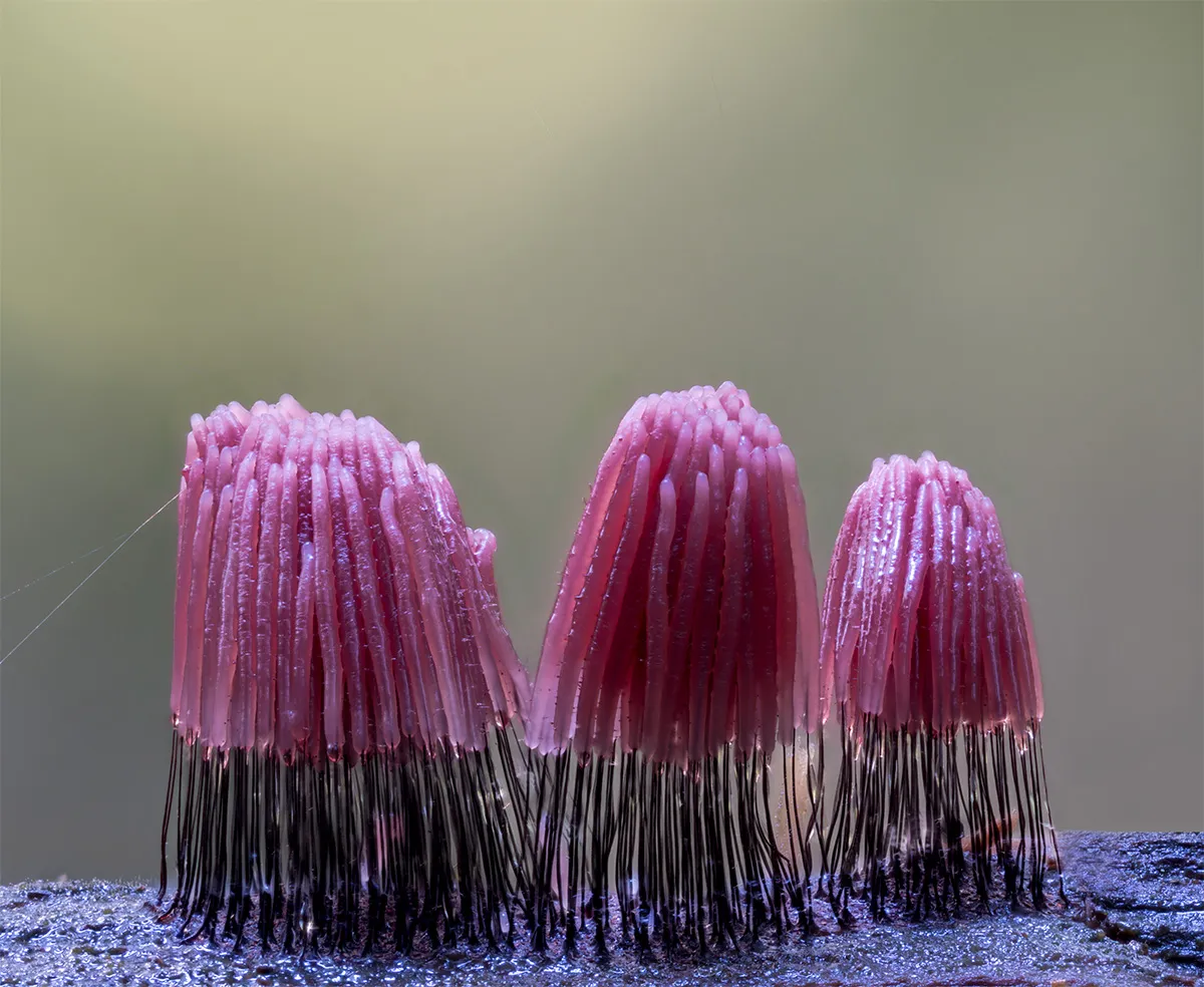 Slime Mould 2023B 9