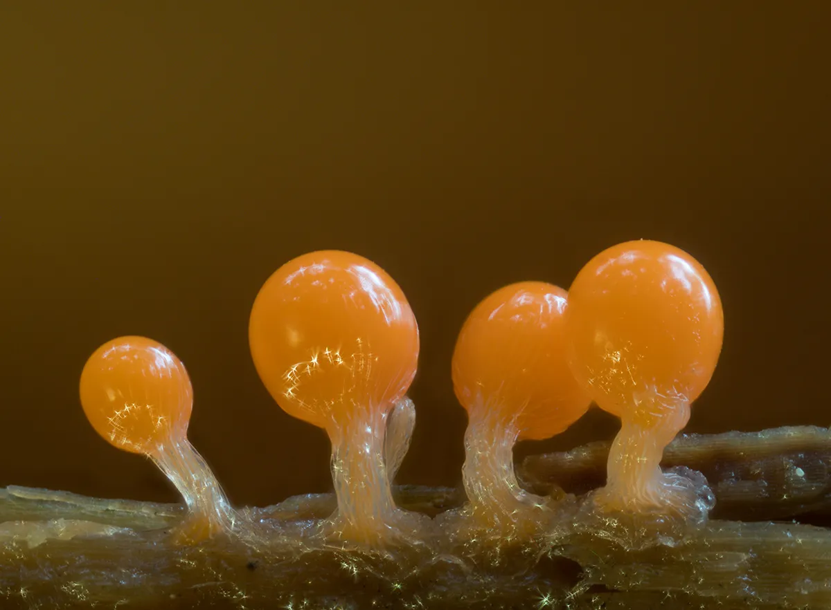 Slime Mould 2023C 10
