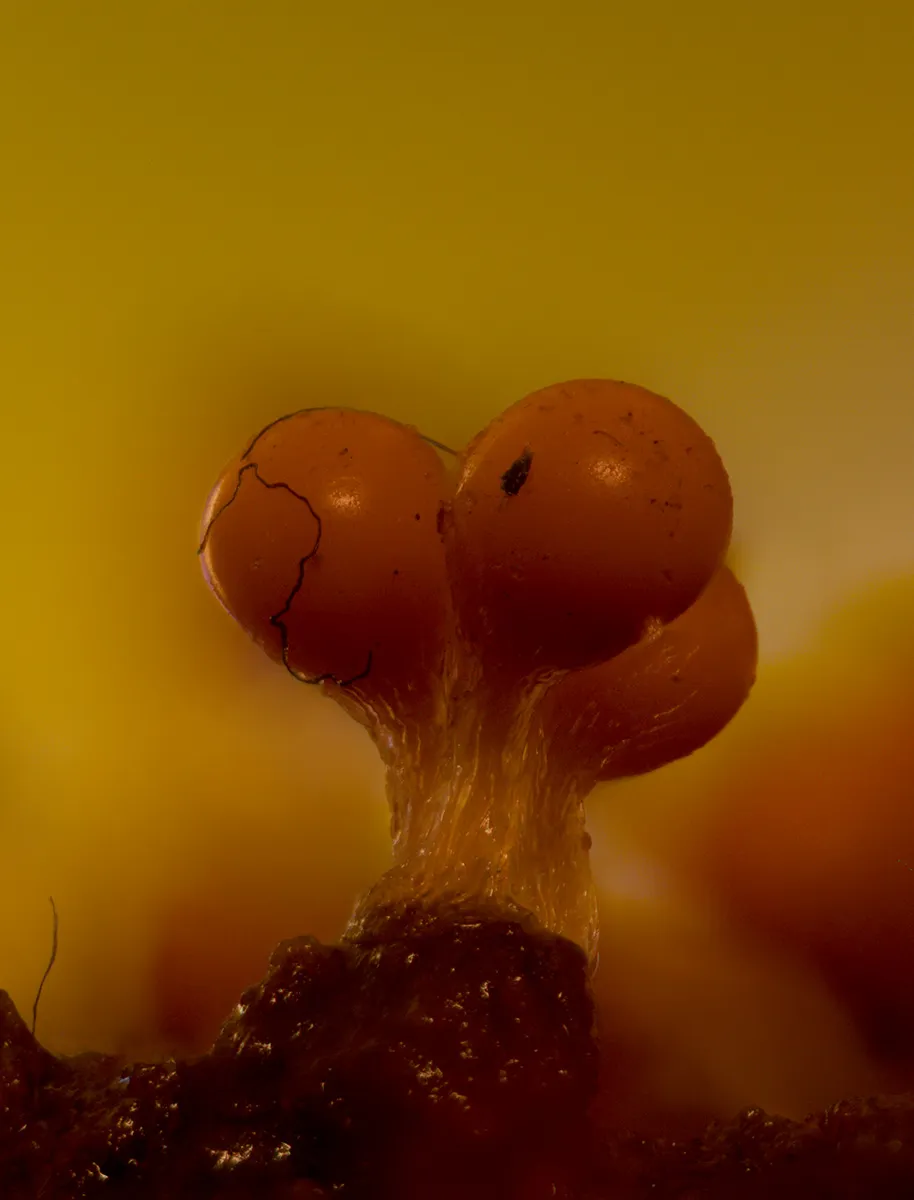 Slime Mould 2023C 11