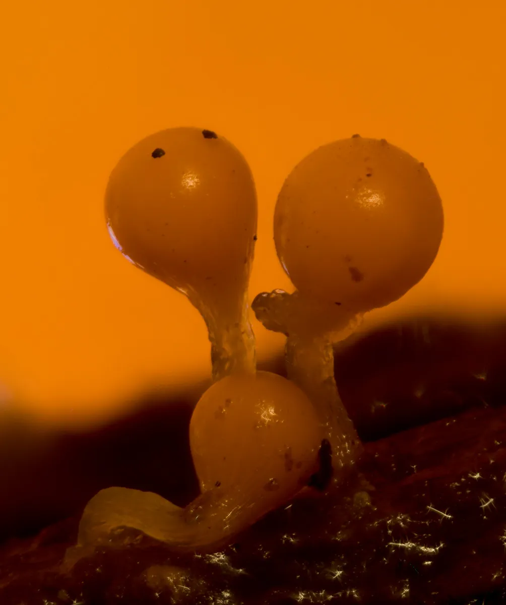 Slime Mould 2023C 12