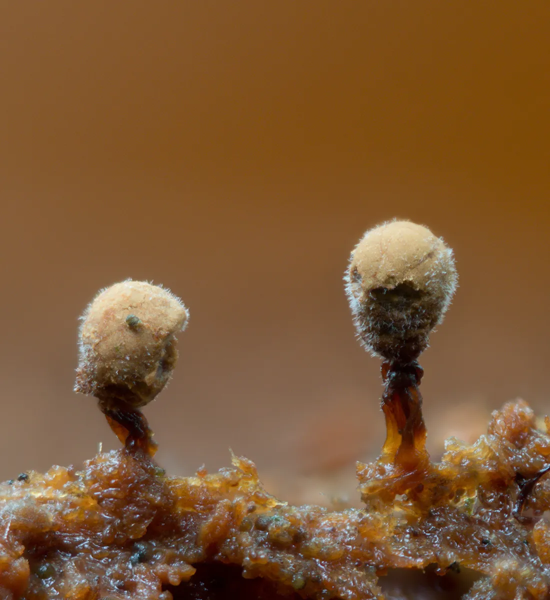Slime Mould 2023C 17
